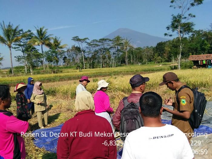 Pasca Panen Padi Sawah