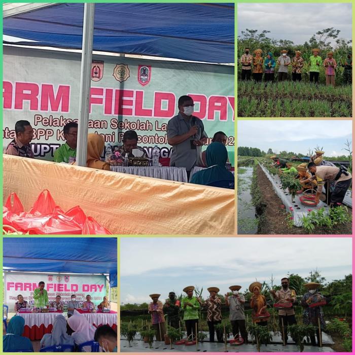 Farm Fielday Lahan Percontohan Kostratani UPT BPP LIANG ANGGANG