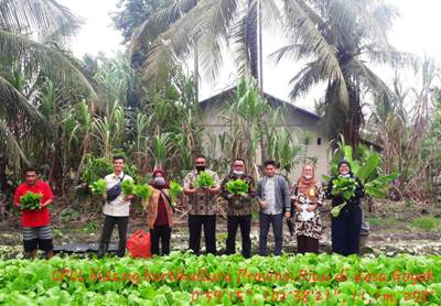 Kegiatan Verifikasi Bantuan Komoditi Sayuran di Desa Gogok Darussalam