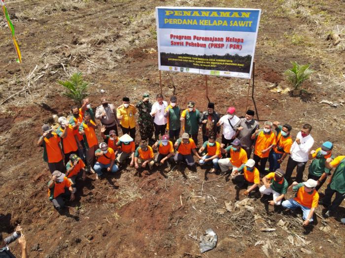 TANAM PERDANA KELAPA SAWIT BERSAMA BUPATI BENGKALIS
