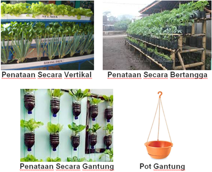 Pemetikan Teh
