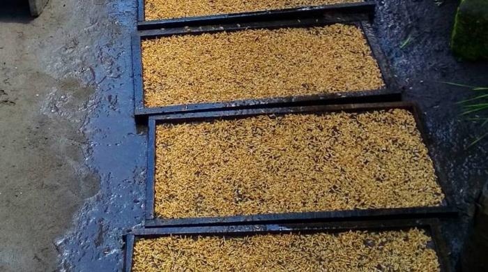 TEKNOLOGI OLAHANAN BUAH BENTUKNYA TEPUNG SANGAT PRAKTIS DAN BERDAYA SIMPAN LAMA