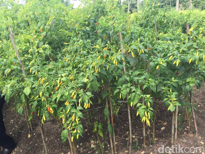 CARA MENGATASI PENYAKIT PADA TANAMAN CABE RAWIT