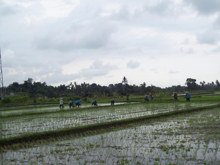 MENGELOLA TANAH MASAM AGAR PRODUKTIF 