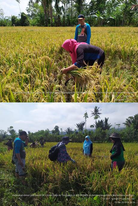 Cara Menghitung Ubinan Hasil Panen Pada Tanaman Padi