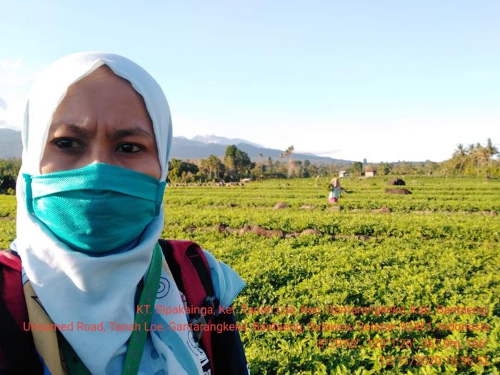 Pemantauan pertanaman Kacang Tanah Kelompok Tani Sipakainga Kel. Tanah Loe Kec. Gantarangkeke Kab. Bantaeng 