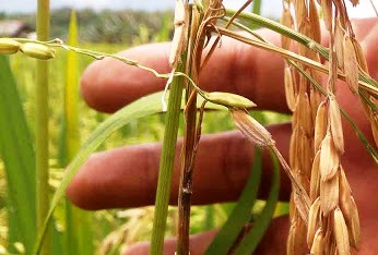 PERSIAPAN BUKA SADAP TANAMAN KARET