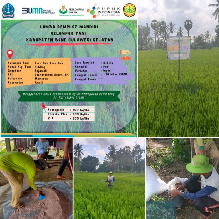 Pertanaman Padi Lomba Demplot Mandiri Pupuk Nonsubsidi Kec. Amali Mt. Okt-mar 2021
