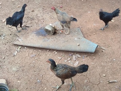 Upaya Peningkatan Produktivitas Ayam Kampung