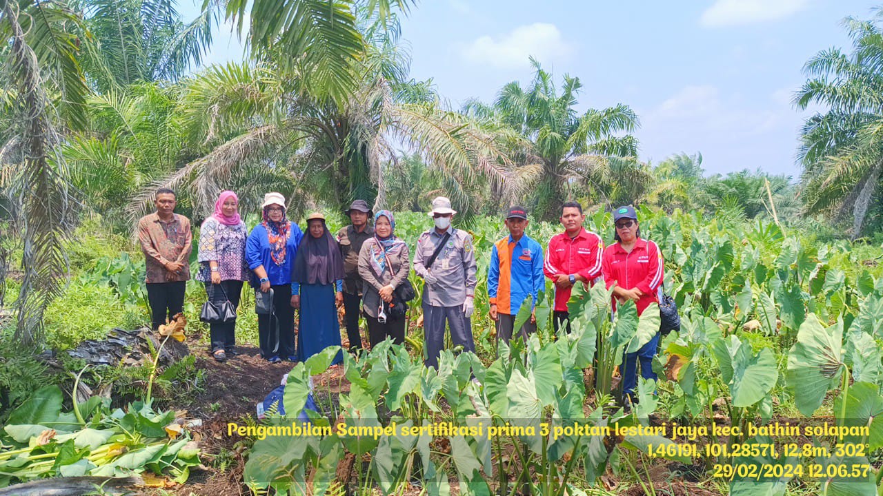 Dinas Ketahanan Pangan Prvinsi Riau Dan Kabupaten Bengkalis Meninjau Dan Mengambil Sampel Tanaman Talas Guna Sertifiikasi Prima 3 Di Poktan Lestari Jaya Kec. Bathin Solapan