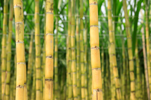 Kemampuan Adaptasi: Kunci Sukses Petani dan Kelompoktani