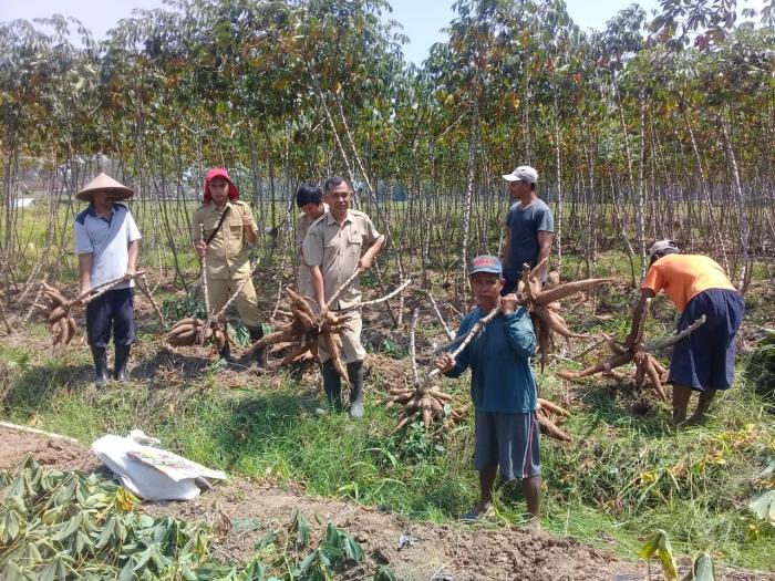 Mendulang Rupiah, Hasil Melimpah, Petani Glenmore Tanam Singkong Varietas Bogor