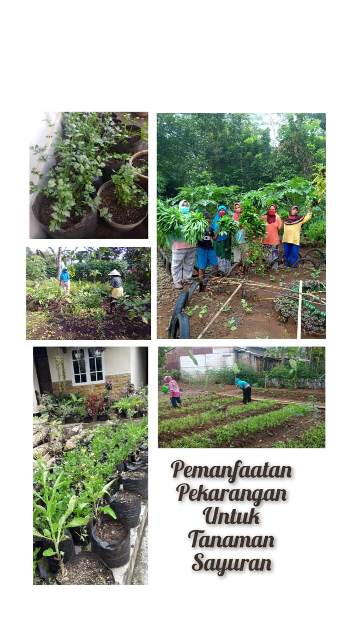 PEMANFAATAN PEKARANGAN UNTUK TANAMAN SAYURAN