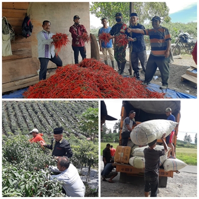 Aceh Tengah Panen Cabe Merah