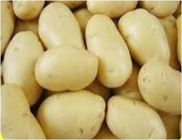 Perlunya Mengecambahkan Benih Melon Terlebih Dahulu Agar Benih Melon Yang Akan Dibudidayakan Bermutu Tinggi