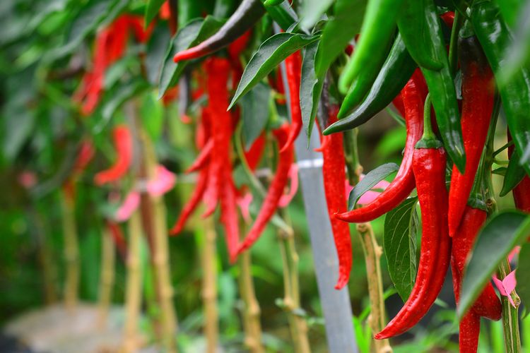 CARA MENANAM JAGUNG ORGANIK YANG MUDAH DITERAPKAN