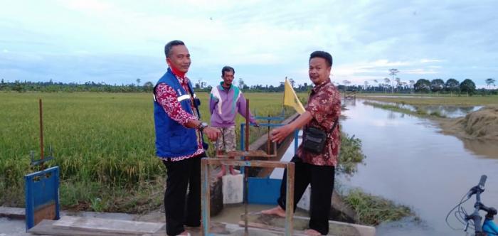 Kunjungan Kepala Dinas Sosial Provinsi Kalimantan Utara Di Desa Hilir Kec. Tanjung Palas Timur Dalam Rangka Meninjau Dampak Banjir Pada Tanaman Padi