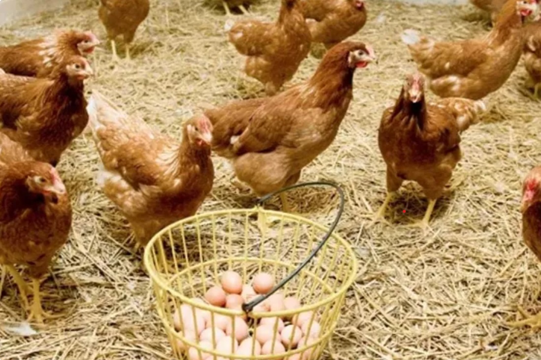 PENGENDALIAN LAYU PENTIL BUAH KAKAO  MENGGUNAKAN EKSTRAK DAUN GAMAL
