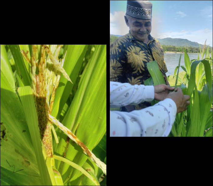 Pengamatan Opt Pada Tanaman Jagung