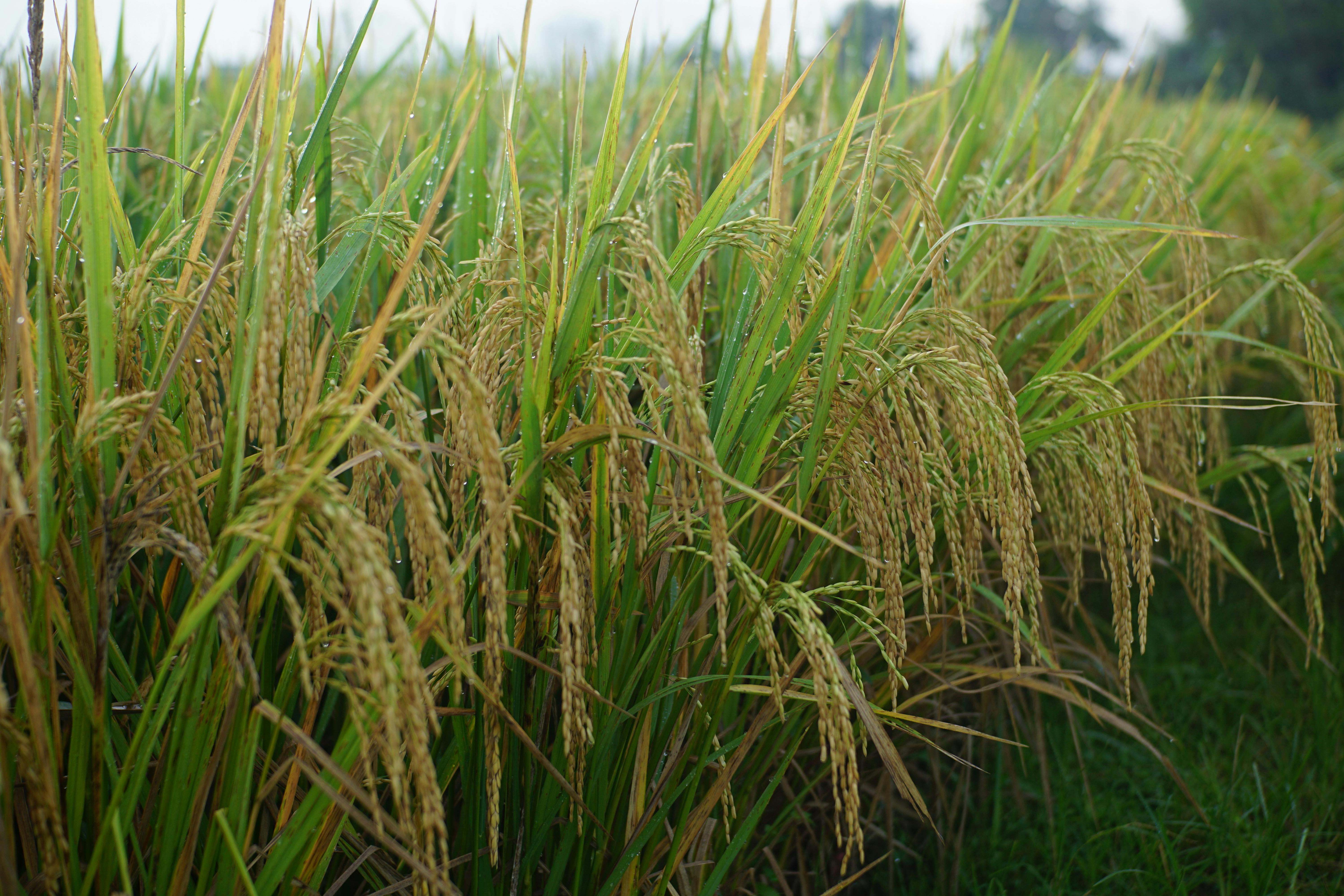 Strategi Efektif Meningkatkan Produksi Padi Melalui Benih Berkualitas dan VUB