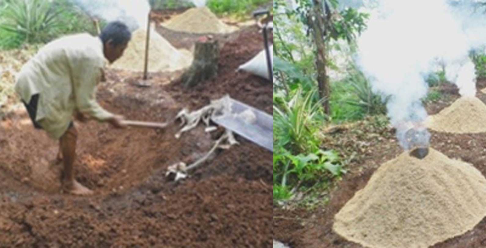 Ekstrak Bawang Merah Sebagai Zat Pengatur Tumbuh  Pada Setek Lada Perdu 