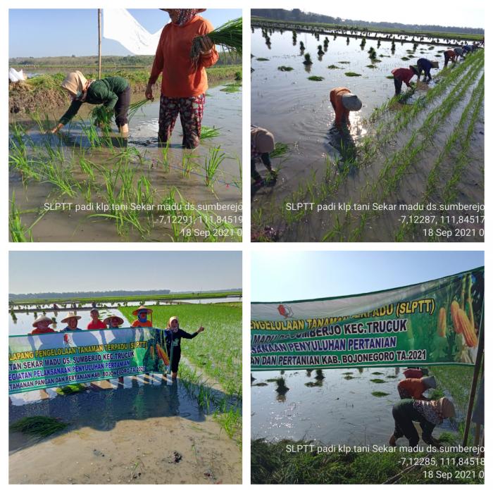 Slptt Di Kelompok Tani Sekar Madu Kecamatan Trucuk  Kabupaten Bojonegoro