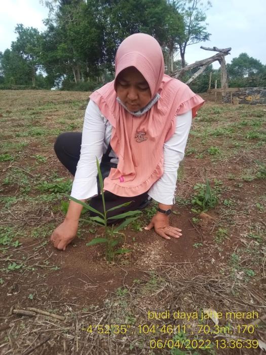 SEMANGAT MENANAM BIOFARMAKA JAHE MERAH DI DESA BUMI MANDIRI ABUNG BARAT