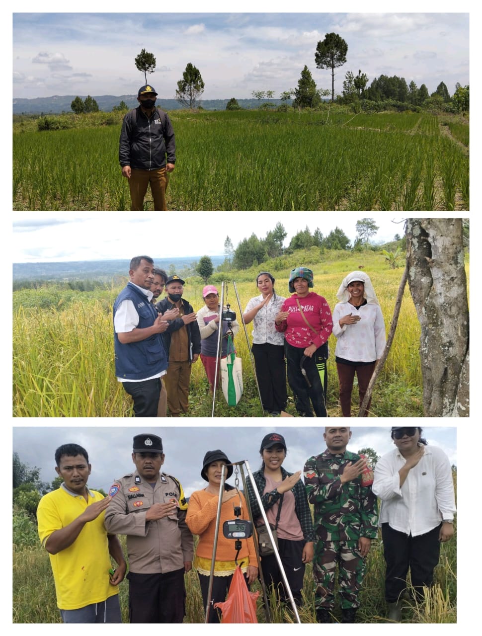 Budidaya Padi Gogo Tanpa Olah Tanam (TOT)