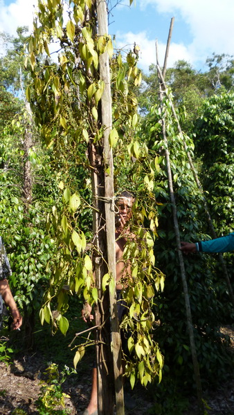 PEMELIHARAAN TANAMAN TEH