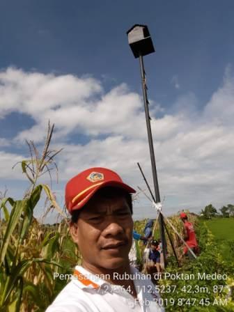 TEKNIK MEMFUNGSIKAN RUMAH BURUNG HANTU (NEST BOX) Tyto alba