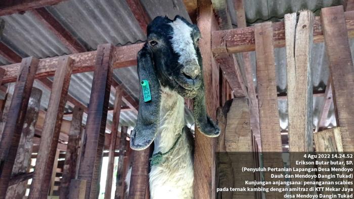 Pengenalan Gejala,pengobatan Dan Pencegahan Penyakit Scabies (genitan) Pada Ternak Kambing