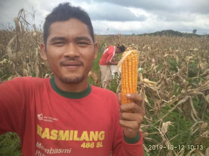 BUDIDAYA TANAMAN JAGUNG