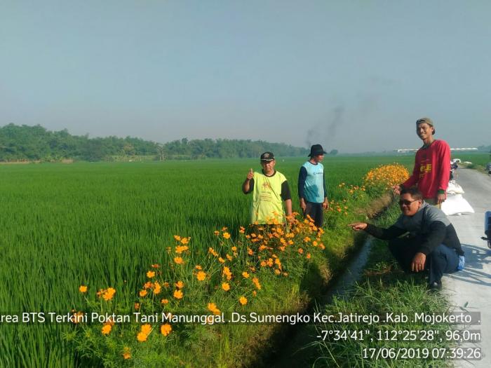 Refugia, Rumah Musuh Alami dan Sahabat Petani