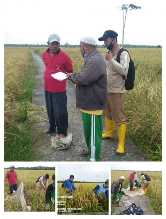 Pengambilan Ubinan Padi Sawah Non Irigasi Bersama Badan Statistik Kabupaten Bengkalis