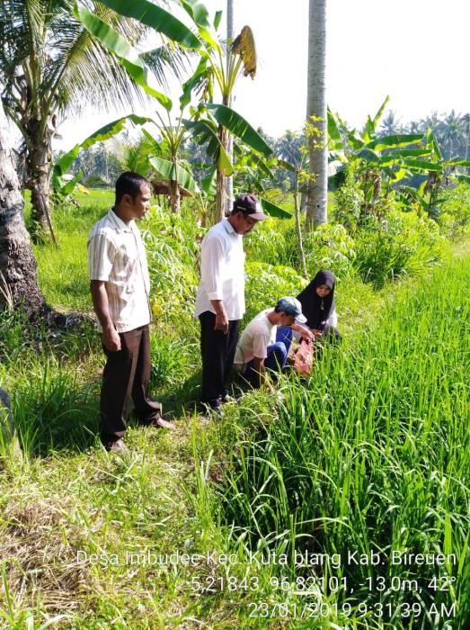 PENGENDALIAN HAMA TIKUS PADA TANAMAN PADI