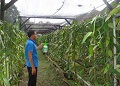 MENGENAL BEBERAP JENIS TANAMAN HIAS PHILODENDRON