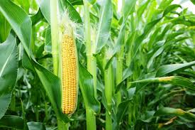 Cara Panen Jagung Manis yang Baik