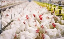 Petani Ikut Asuransi Pemerintah  akan Melindungi  Kalau Terjadi Gagal Panen