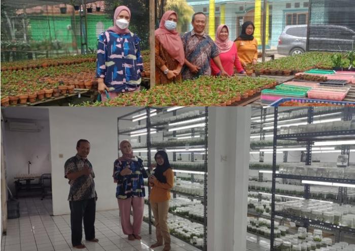 Mau Belajar dan Belanja Anggrek, Ke P4S Sanderiana Orchid aja