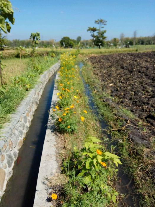 REFULGIA TANAMAN HIAS UNTUK MELAWAN HAMA