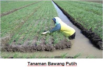 PENGENDALIAN MEKANIK DAN BIOLOGI ULAT KANTUNG  PADA TANAMAN JAMBU METE
