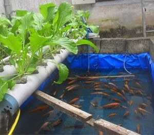 PANEN IKAN NILA DI HALAMAN SENDIRI