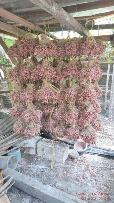 Penyimpanan Bawang Merah Secara Sederhana dan Irit Biaya di Kecamatan Tambakrejo Kabupaten Bojonegoro