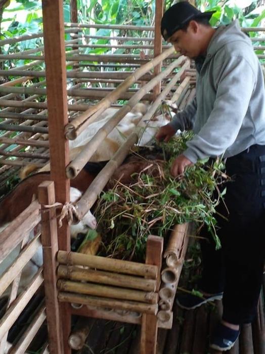 Prospek Menjanjikan, Bisnis Hewan Qurban Kebal Terkena Pandemi Covid-19