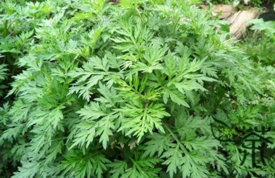 SAYUR NIKMAT PABRIK MUSUH ALAMI