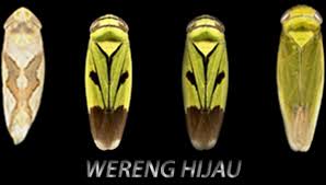 Pestisida Nabati  untuk Mengendalikan Wereng Hijau