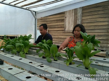 sayur pakcoy sangat tepat sebagai sajian hidangan menu berbuka puasa 