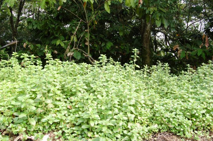 Cekaman Gulma Terhadap Tanaman Budidaya  (weed Stress)