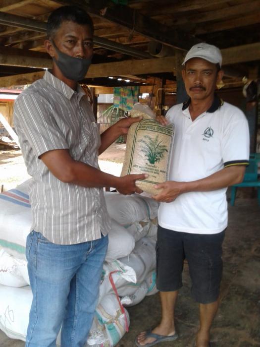 Bantuan Benih Padi ( Varietas Ciherang ) Dibagikan Ke Poktan Di Kecamatan Tonra Kabupaten Bone