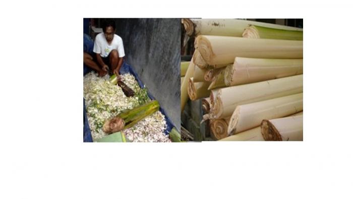 PAKAN FERMENTASI GEDEBONG PISANG 